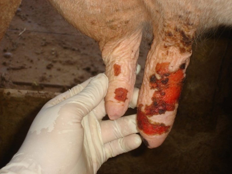 Animal com feridas da varíola (Foto: Idaron/Divulgação)