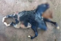 Bezerra nasce com duas cabeças e rabo bipartido em Rondônia - Foto: Assessoria