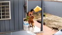 Cachorro é submetido à eutanásia após ataque à tutora e apresentar agressividade extrema - Foto: Divulgação