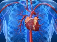 Oito fatores podem aumentar a idade do coração; entenda e veja quais são - Foto: Reprodução