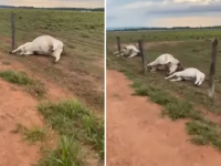 Veja o vídeo: Raio cai em cerca e mata 11 cabeças de gado em Rondônia - Foto: Reprodução