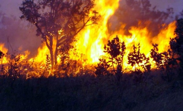 Chamas atingem área próxima à reserva florestal da cidade (Foto: Ilustrativa Reprodução internet)