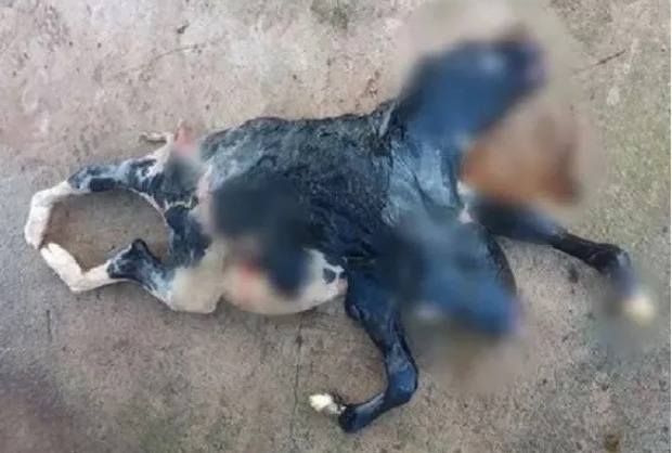 Bezerra nasce com duas cabeças e rabo bipartido em Rondônia