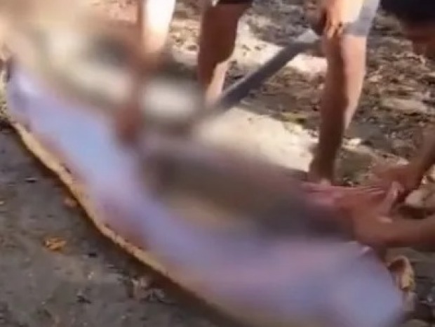 Agricultor é encontrado morto após ser engolido por cobra píton de 8 metros