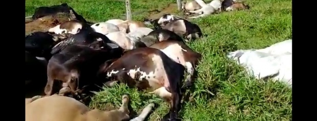 A carne não serve para consumo.O procedimento adequado diante do fenômeno natural é enterrar os animais (Foto: Idaron / Divulgação)