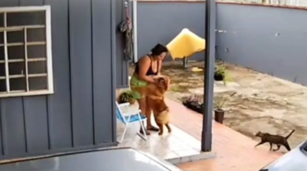 Cachorro é submetido à eutanásia após ataque à tutora e apresentar agressividade extrema