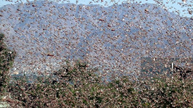 Nuvem da gafanhotos avança em direção ao Uruguai (Foto: Divulgação)