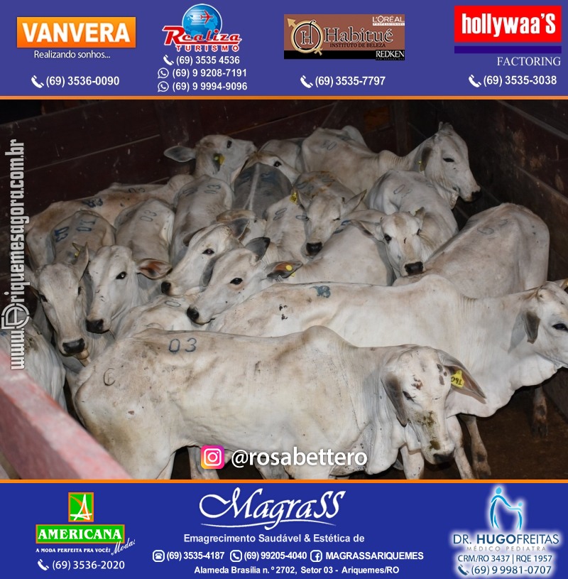 8º LEILÃO VIRTUAL AZUL da AMAAR Associação de Mães de Autistas de Ariquemes na APA