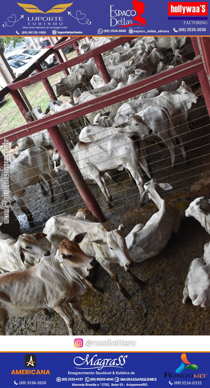 15º Leilão Direito de Viver em Ariquemes em Prol Hospital do Amor de Rondônia