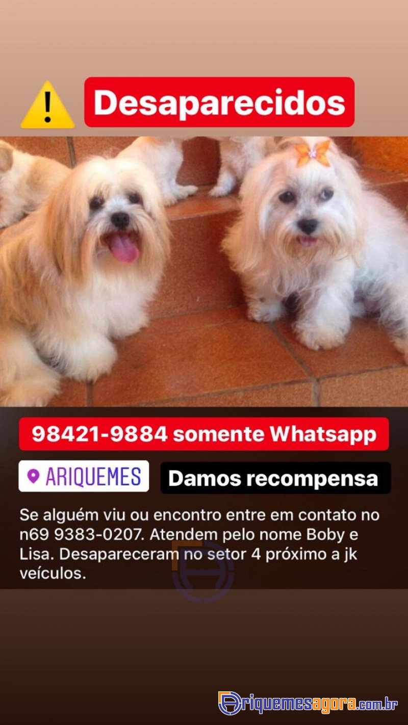 Desapareceram esses dois cachorrinhos no Setor 04, paga recompensa VEJA MAIS