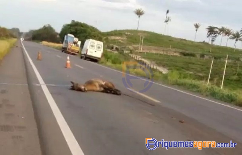 TRAGÉDIA: Pacientes que iam fazer hemodiálise morrem após carro bater em cavalo na BR 364